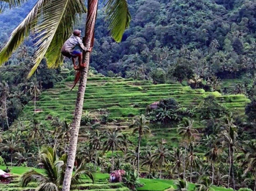 Sugi Gede Homestay主图