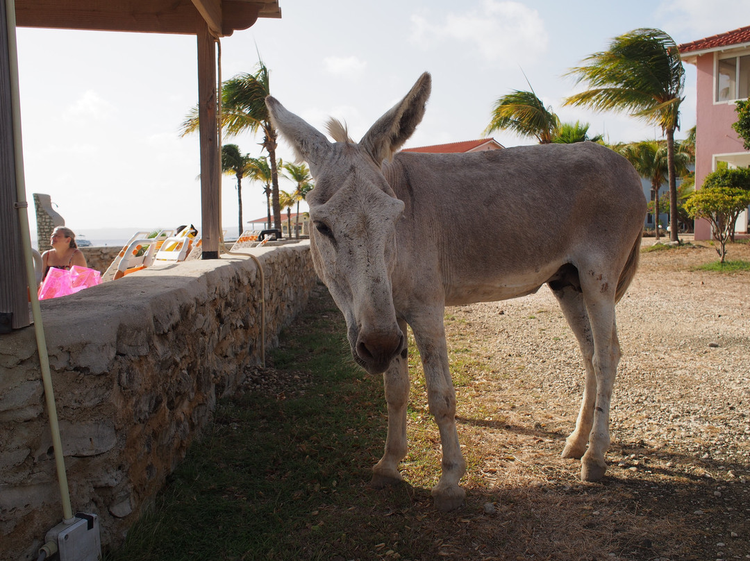 Sand Dollar Bonaire主图