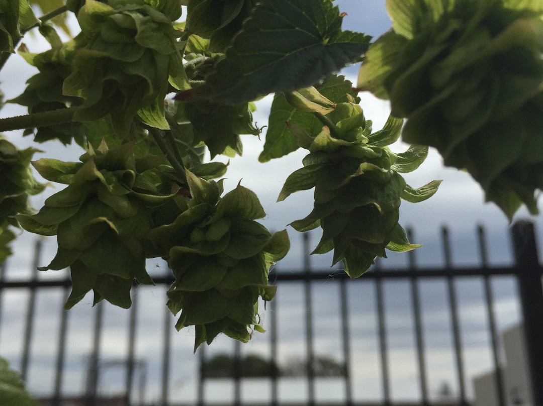 American Hops Museum景点图片