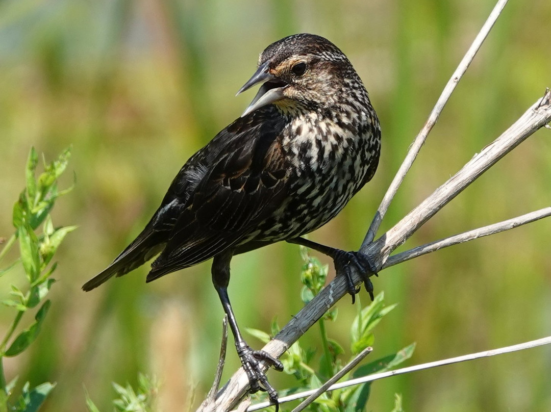 Three Rivers Wildlife Management Area-Baldwinsville必去景点