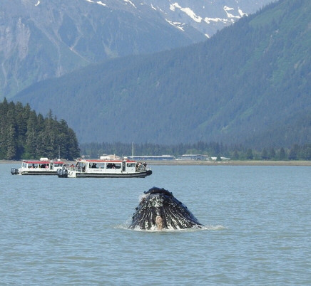 Lost in Alaska Adventures-朱诺必去景点