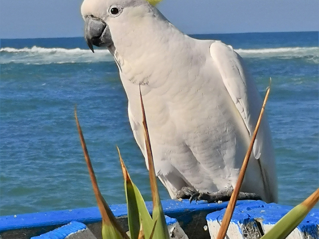 The Lorne Pier-洛恩必去景点