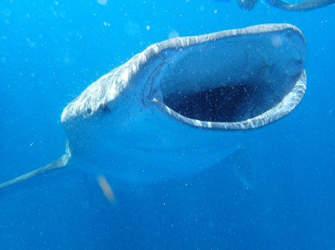 Cancun Whale Shark Tours-坎昆必去景点