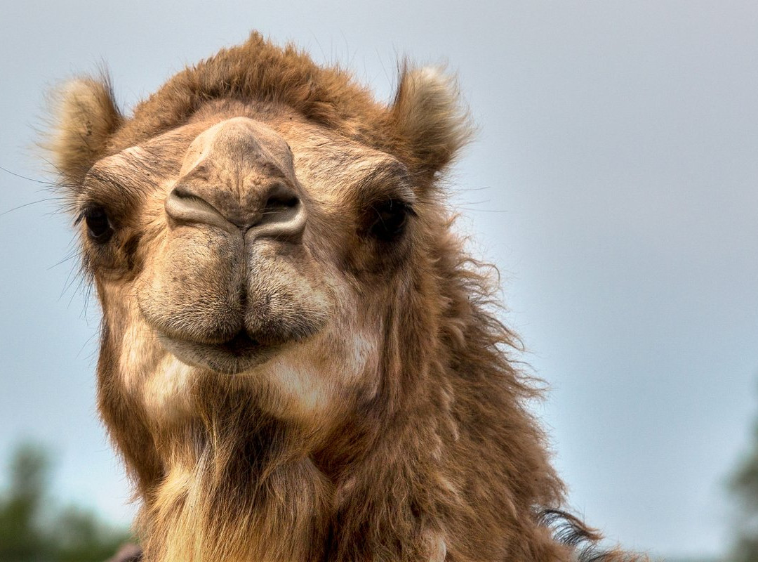 Hedrick's Exotic Animal Farm-Nickerson必去景点