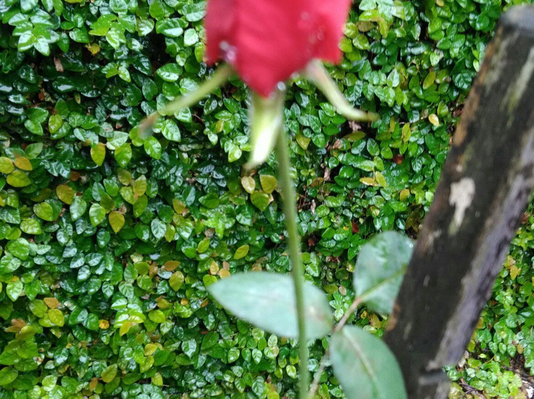 Museu Nacional do Corpo de Bombeiros-Joinville必去景点