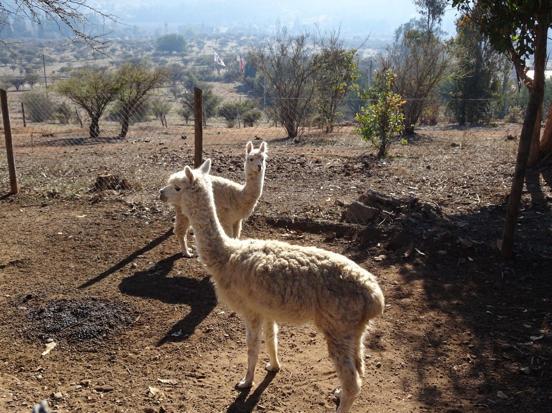 Hotel & Spa Colinas de Cuncumen主图