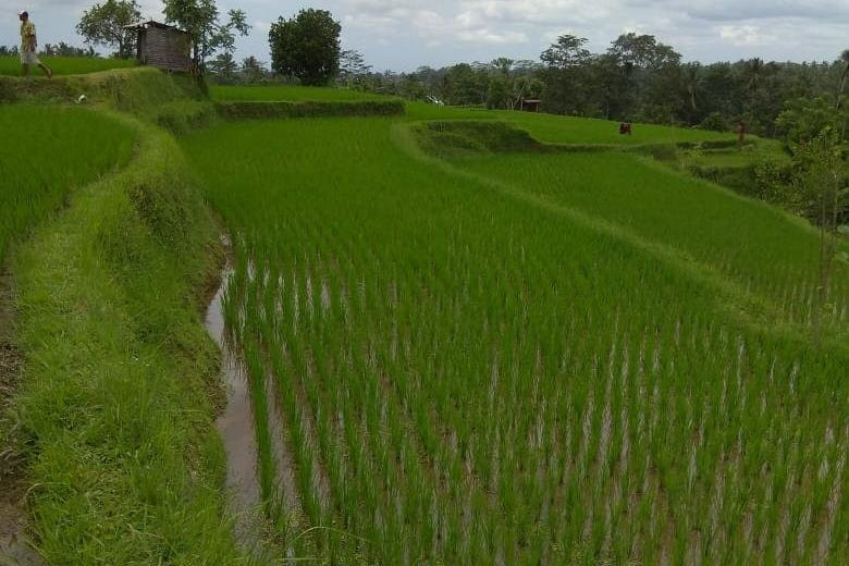 Ubud Rice Field Trekking-佩艳艮必去景点