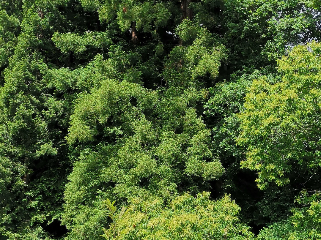 Natural Monument of the Sequoias of Monte Cabezón景点图片