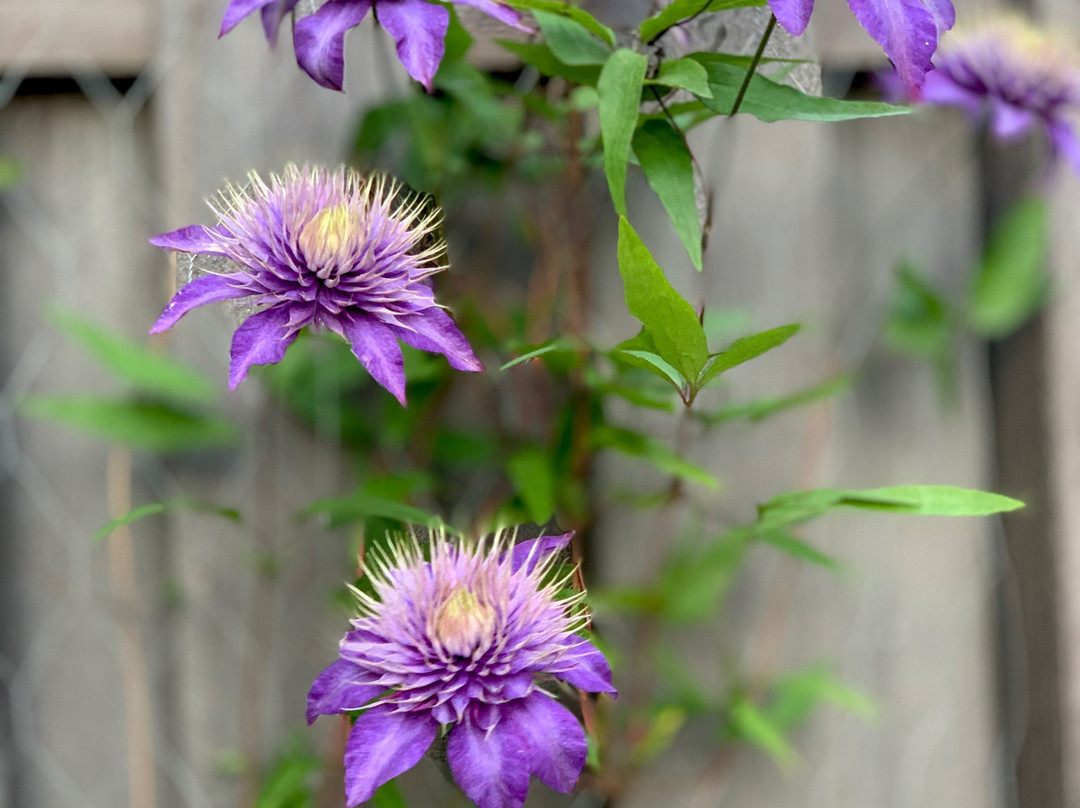 Merriam Vincent Guest House主图