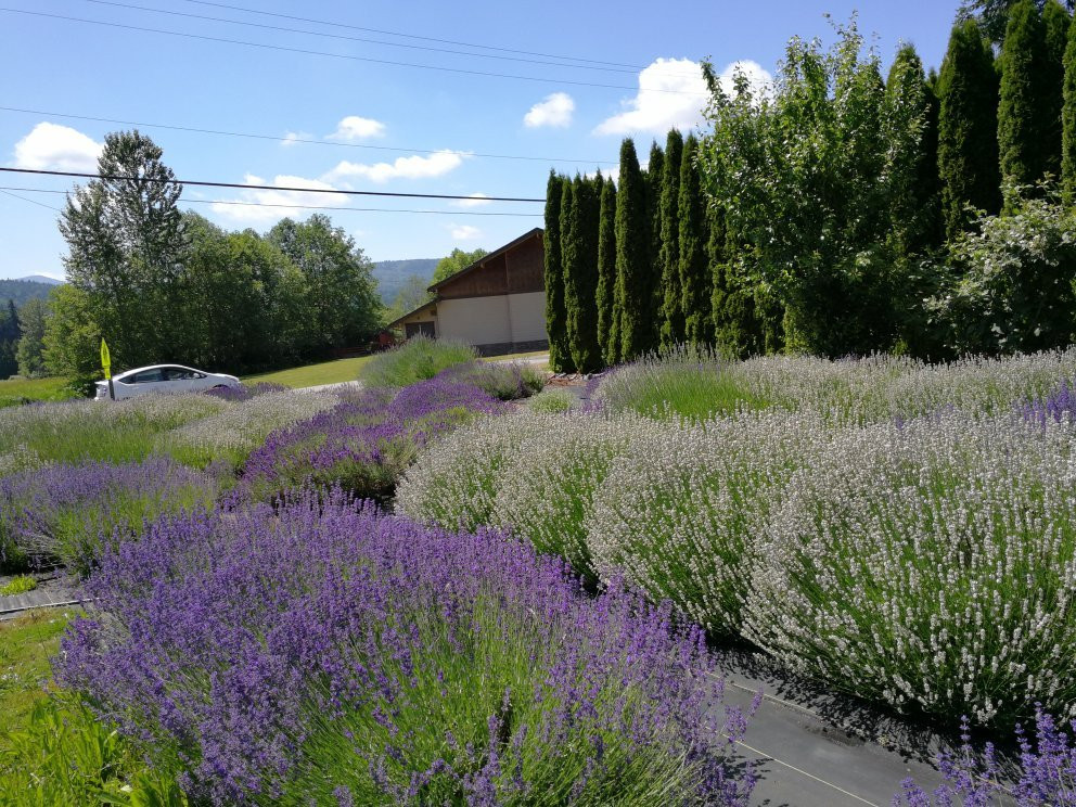 Snofalls Lavender Farm景点图片