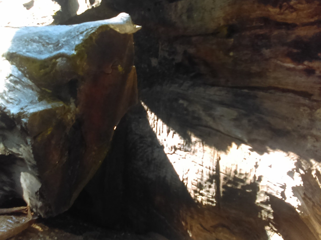 Wawona Tunnel Tree-优胜美地国家公园必去景点