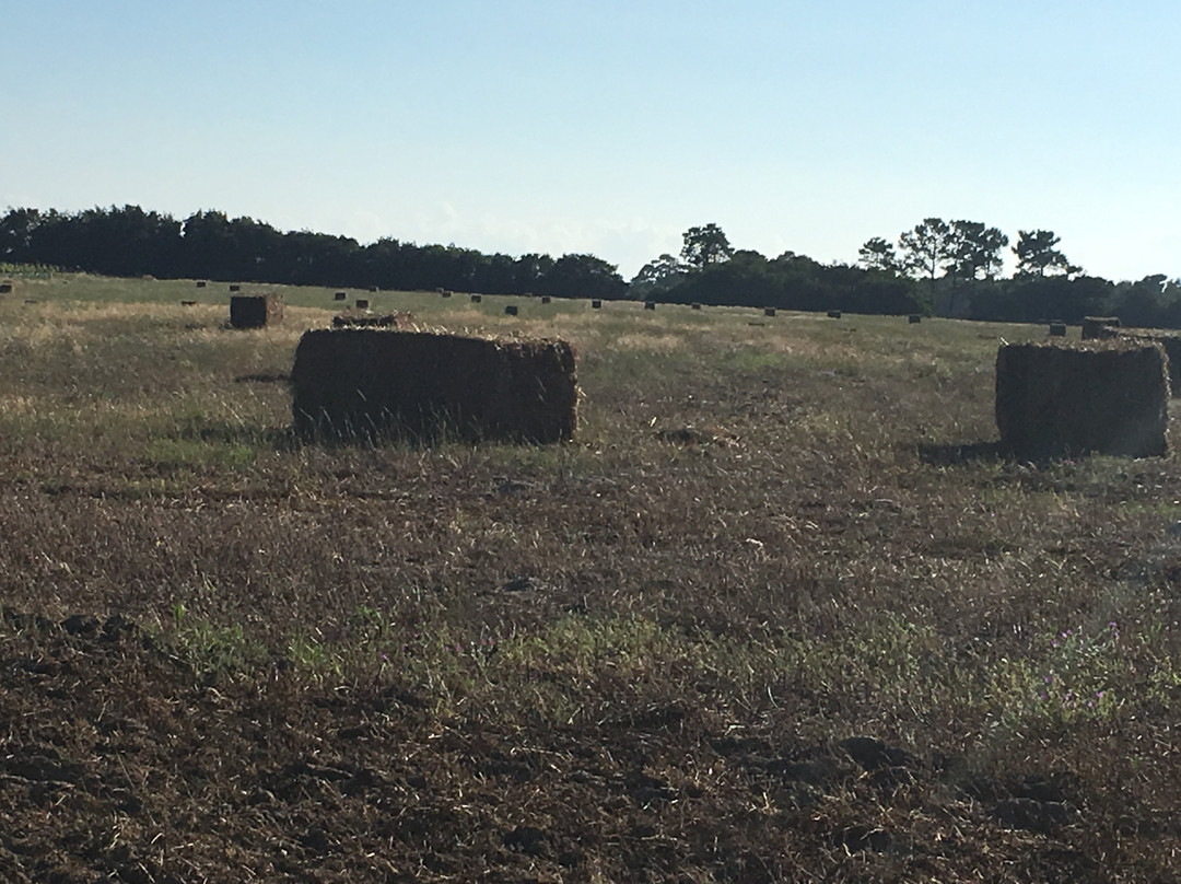 Monte do Zambujeiro主图