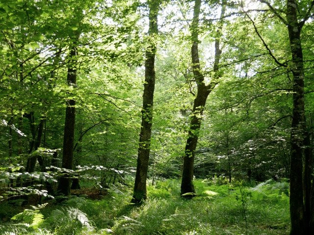 Forêt de Chaux景点图片