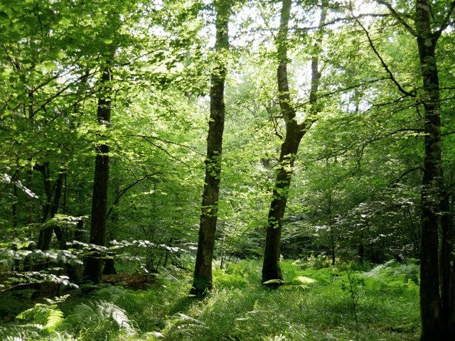 Forêt de Chaux-多勒必去景点