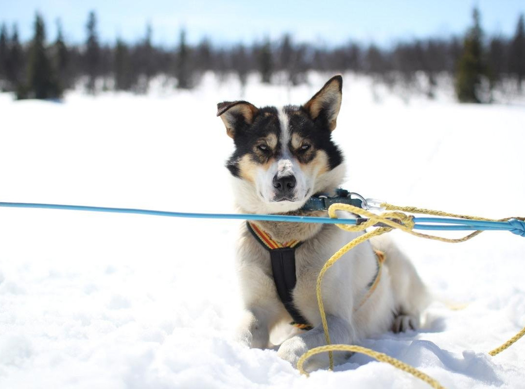 Fjord Husky景点图片