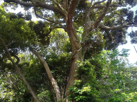 利岛村旅游攻略图片