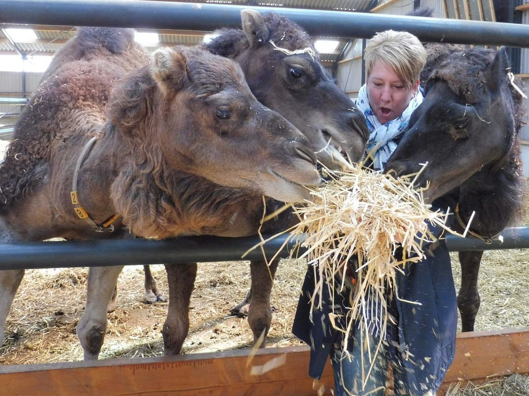 Camel Dairy Smits景点图片