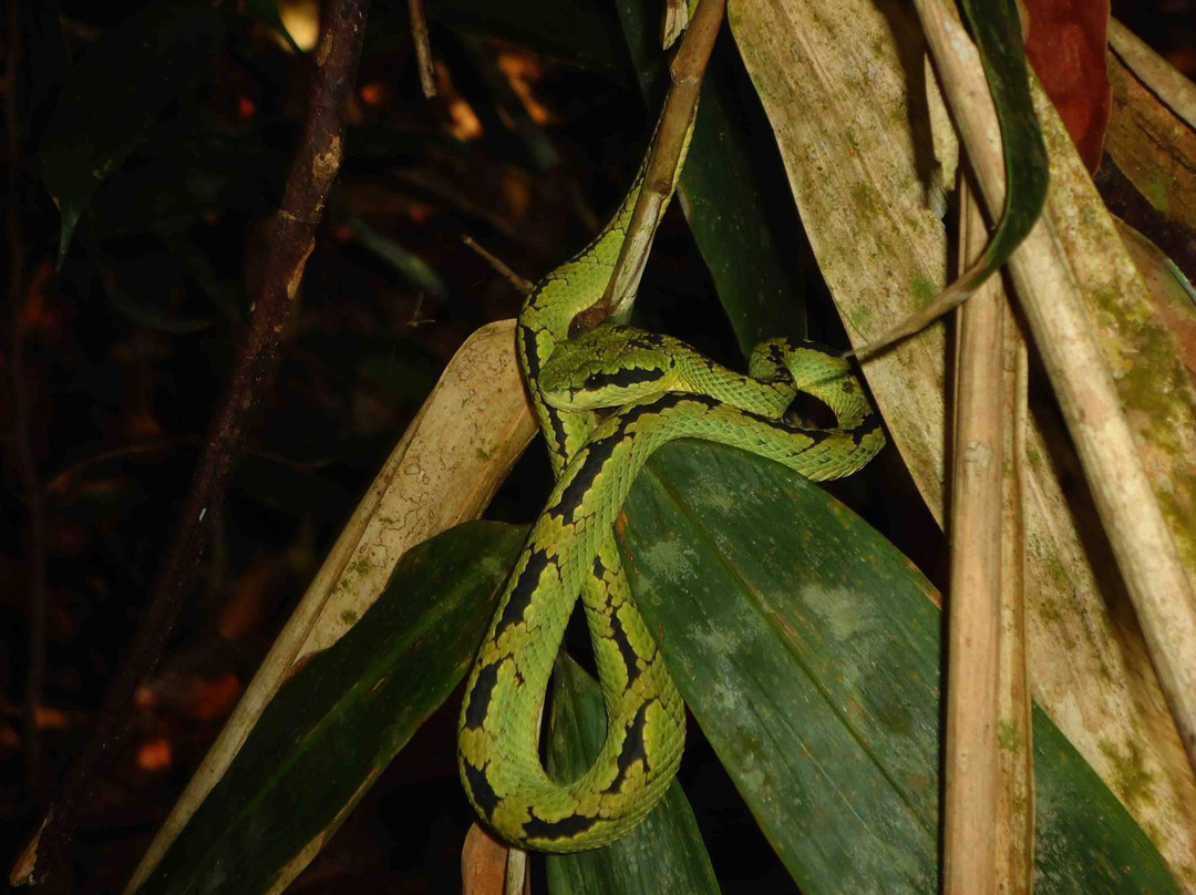 Dala's Tours-Deniyaya必去景点