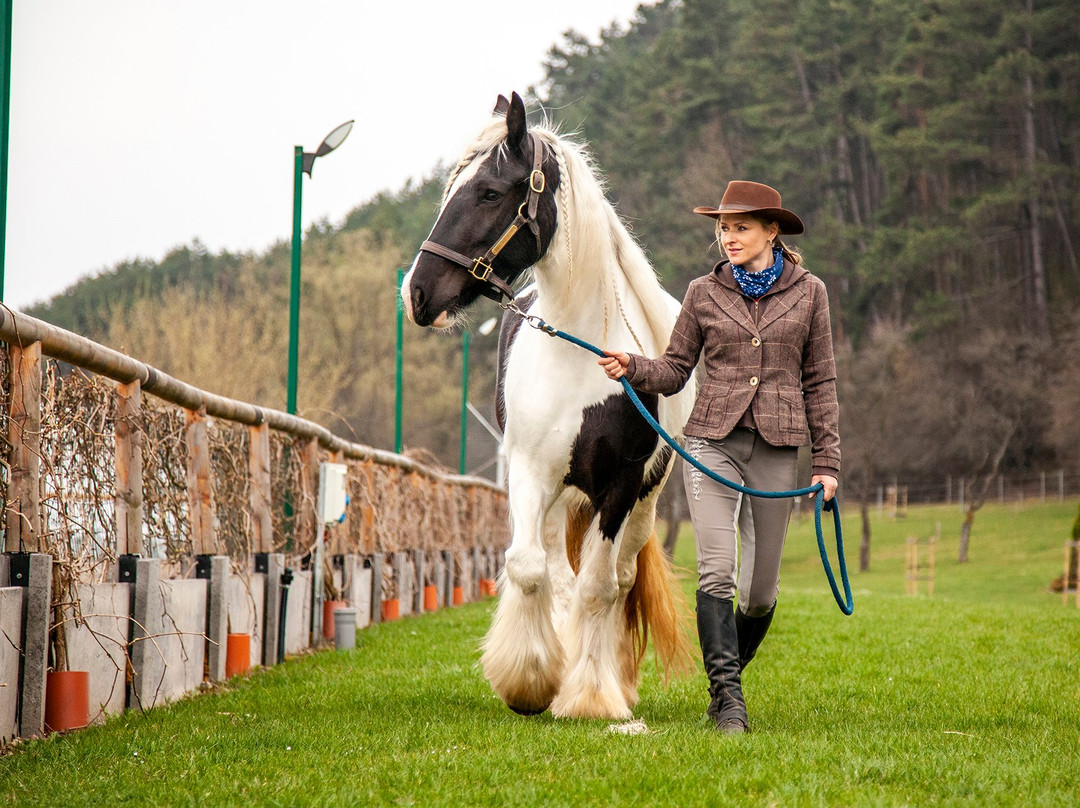 Villa Betula Resort - Horse Riding Arena景点图片