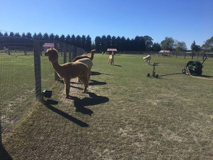 Silver Fox Farm Alpacas景点图片