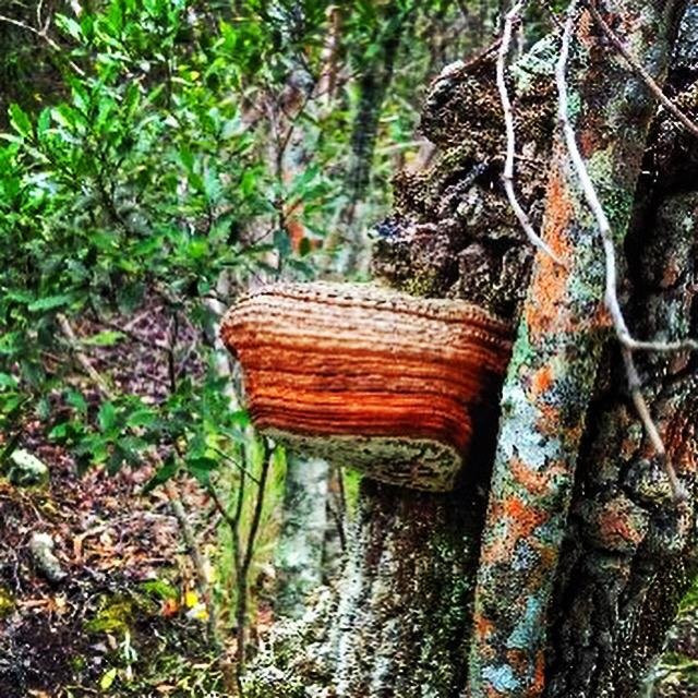 Tsitsikamma Adventure Land-暴风河必去景点