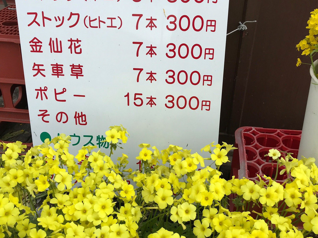 Flower Fields of Chikura-cho-南房总市必去景点