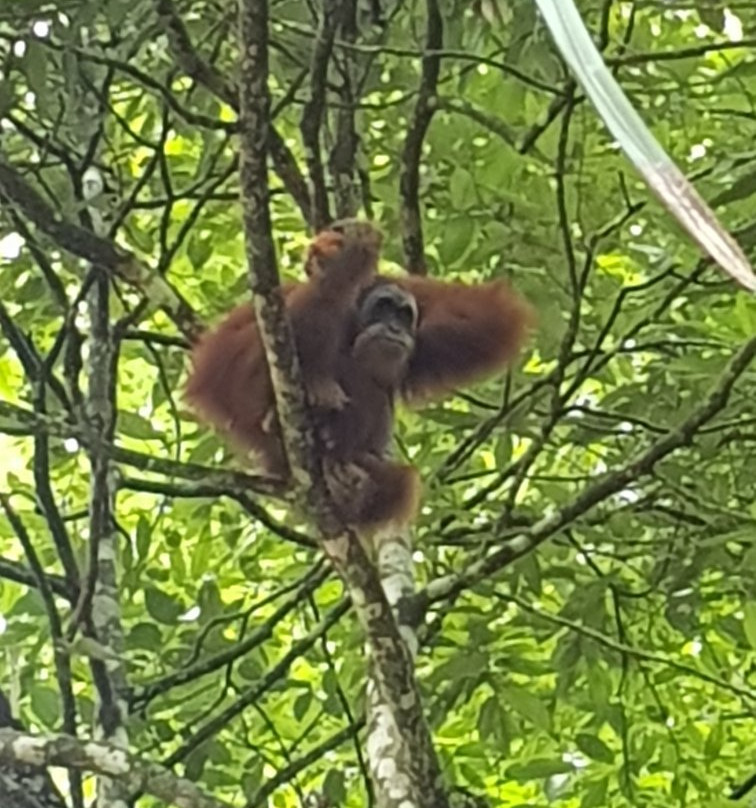 Ketambe Tour - Trekking & Rafting-Ketambe必去景点