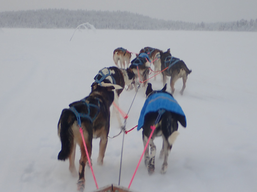 Lapland Sleddog Adventures景点图片