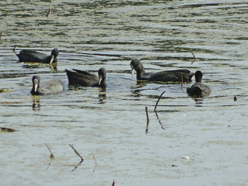 Nawabganj Bird Sanctuary-Unnao必去景点