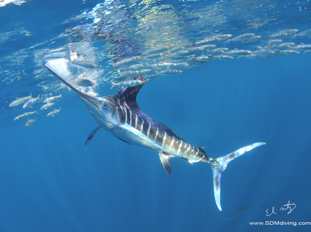 SDM adventures-Riviera必去景点