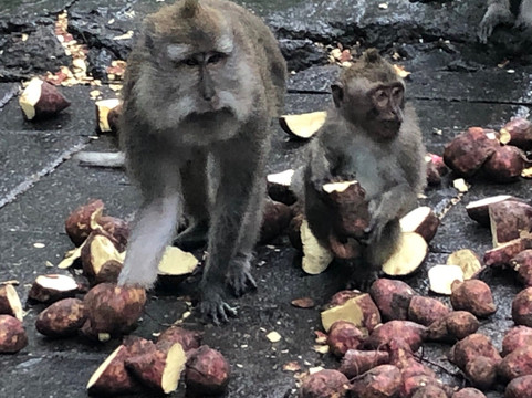 Bali Rent Tour-沙努尔必去景点