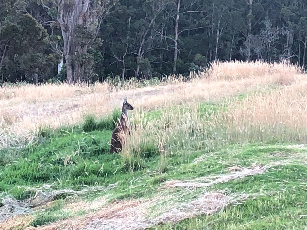 斯卡勒特森林度假屋-酒店景观