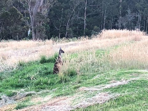 斯卡勒特森林度假屋主图