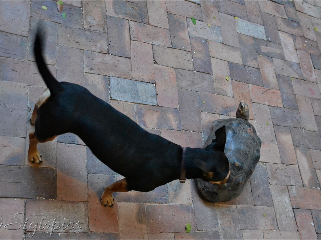 B&B Villa Zomerland主图