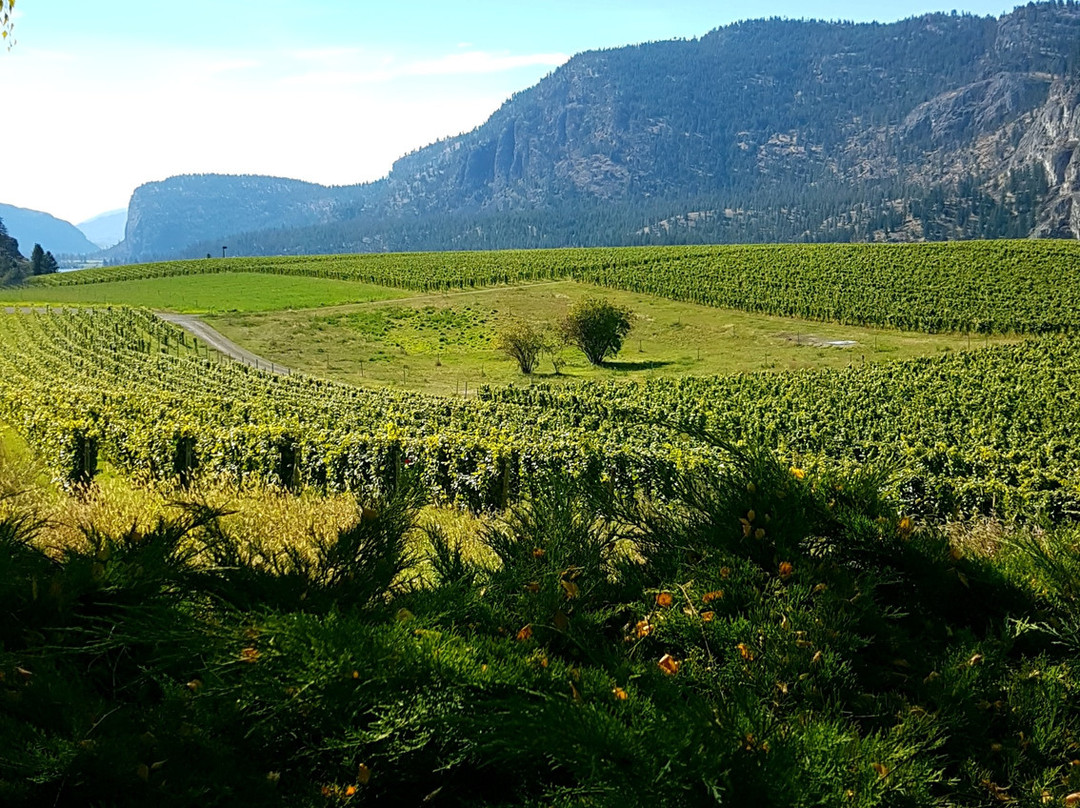 Blue Mountain Vineyard and Cellars景点图片