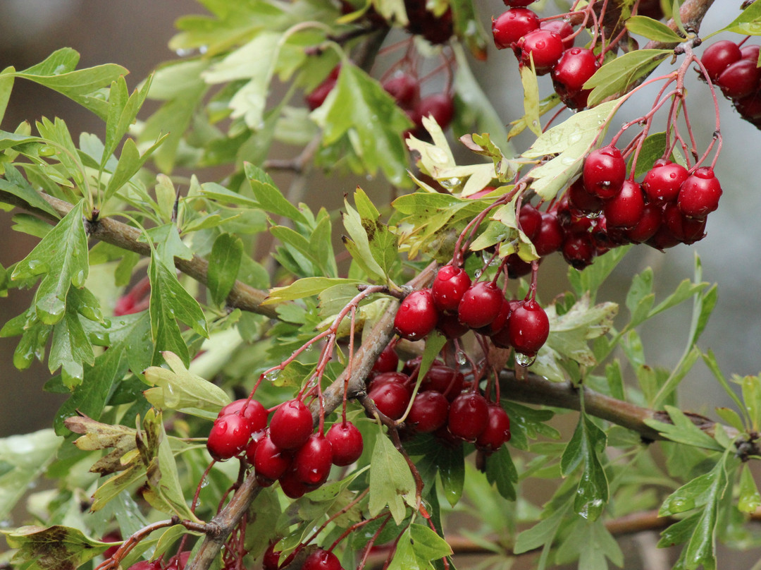 Pender Islands Museum-Pender Island必去景点
