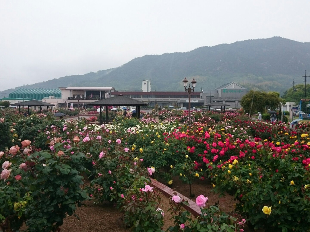 Yoshiumi Rose Park-今治市必去景点