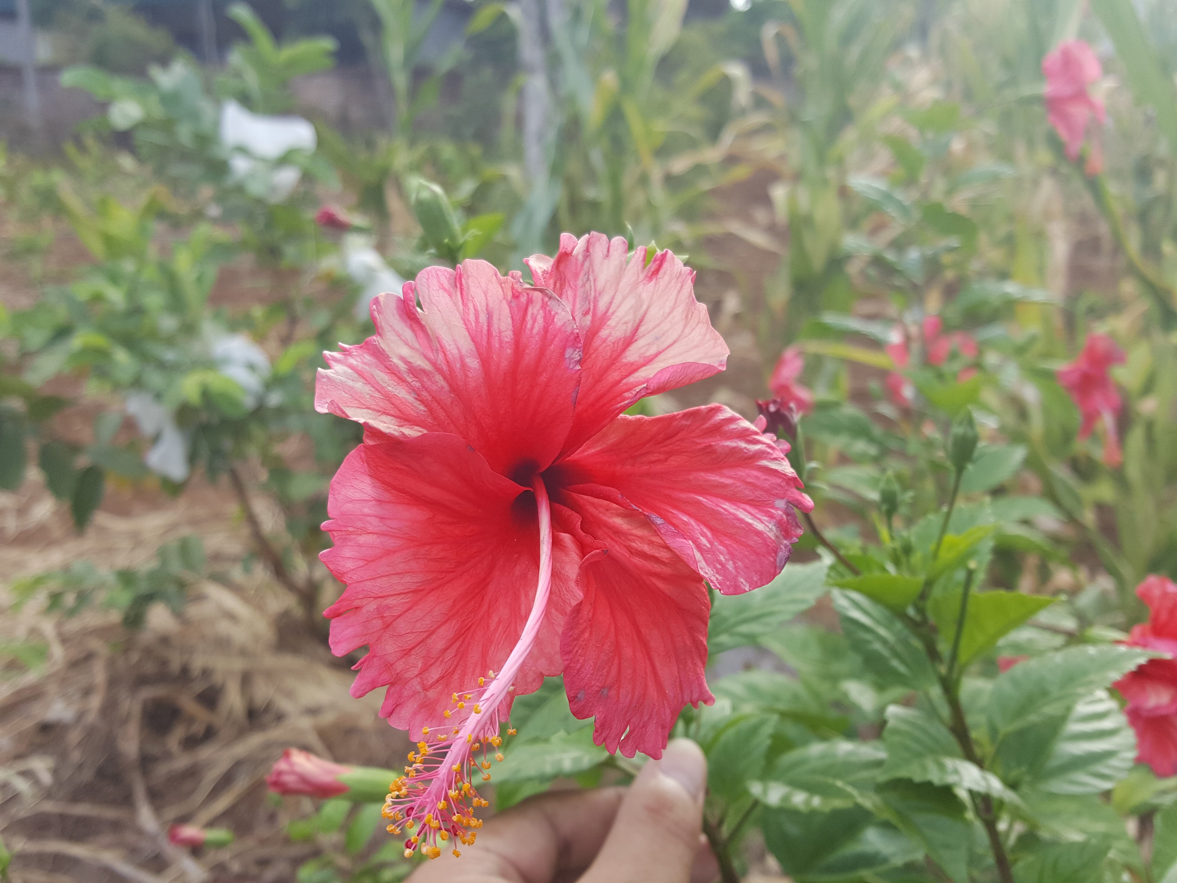 月亮河酒店-官方