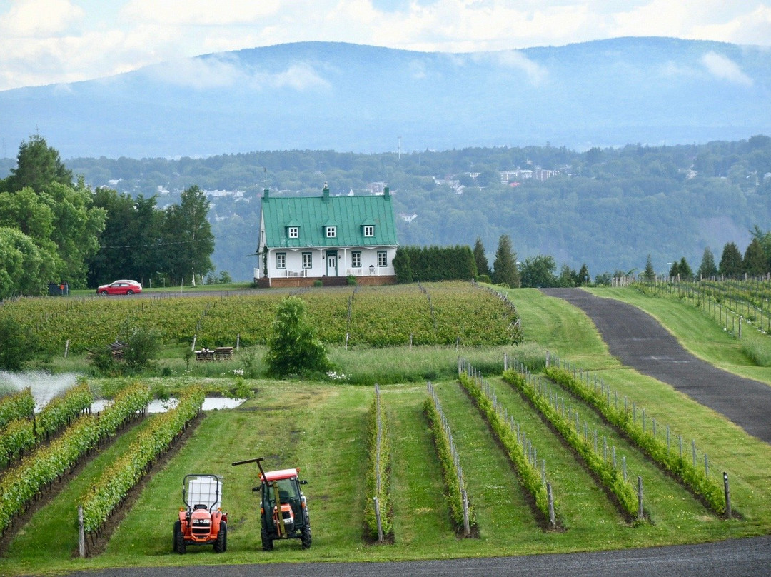 Vignoble Ste-Petronille景点图片