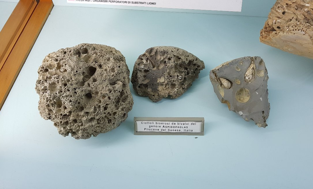 Museo Civico di Paleontologia景点图片