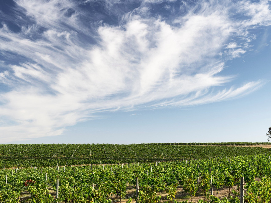Sandalford Wines Margaret River景点图片