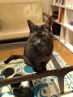 Cat Cafe Nyafe Melange-Ebisu必去景点