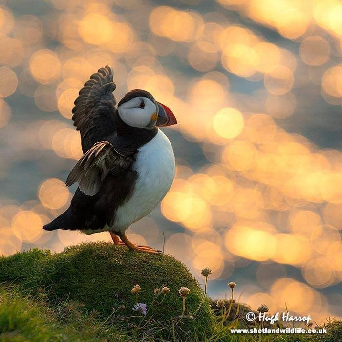 Shetland Wildlife-Sumburgh必去景点
