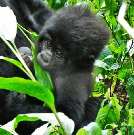 ATP Tours-坎帕拉必去景点