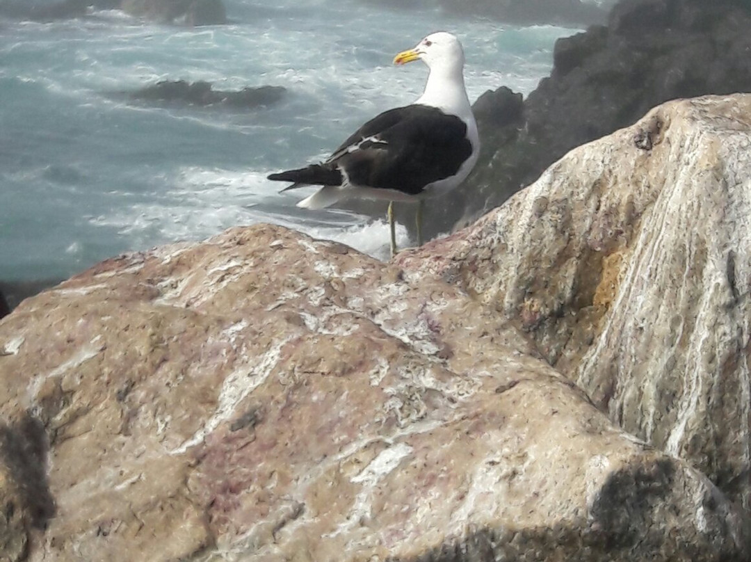Playa Pichicuy-La Ligua必去景点