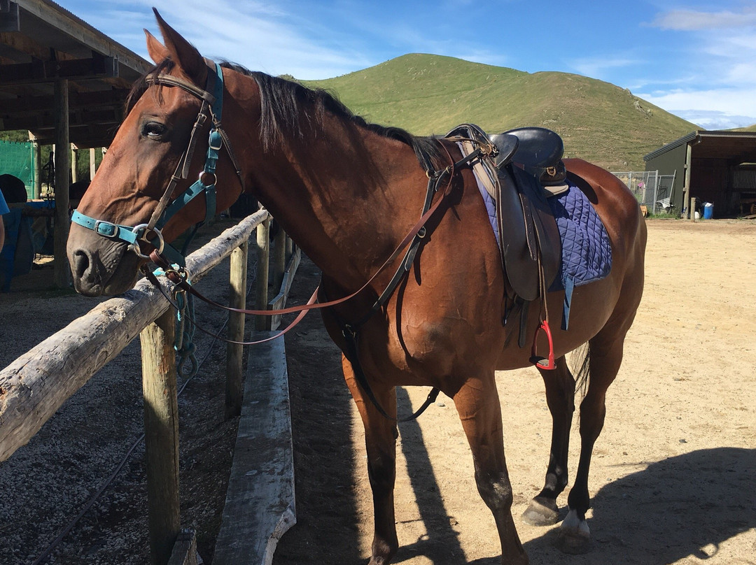 Hanmer Horse Trekking景点图片