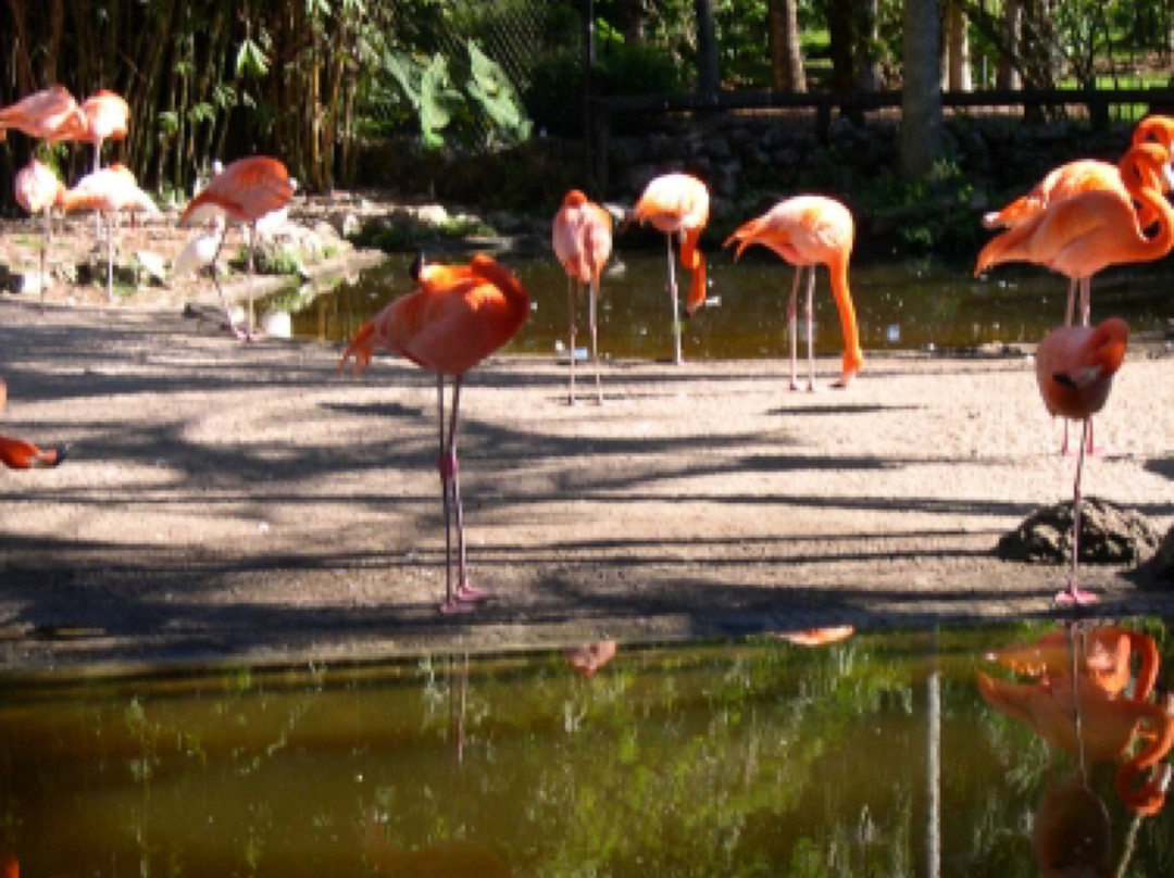 Flamingo Park景点图片