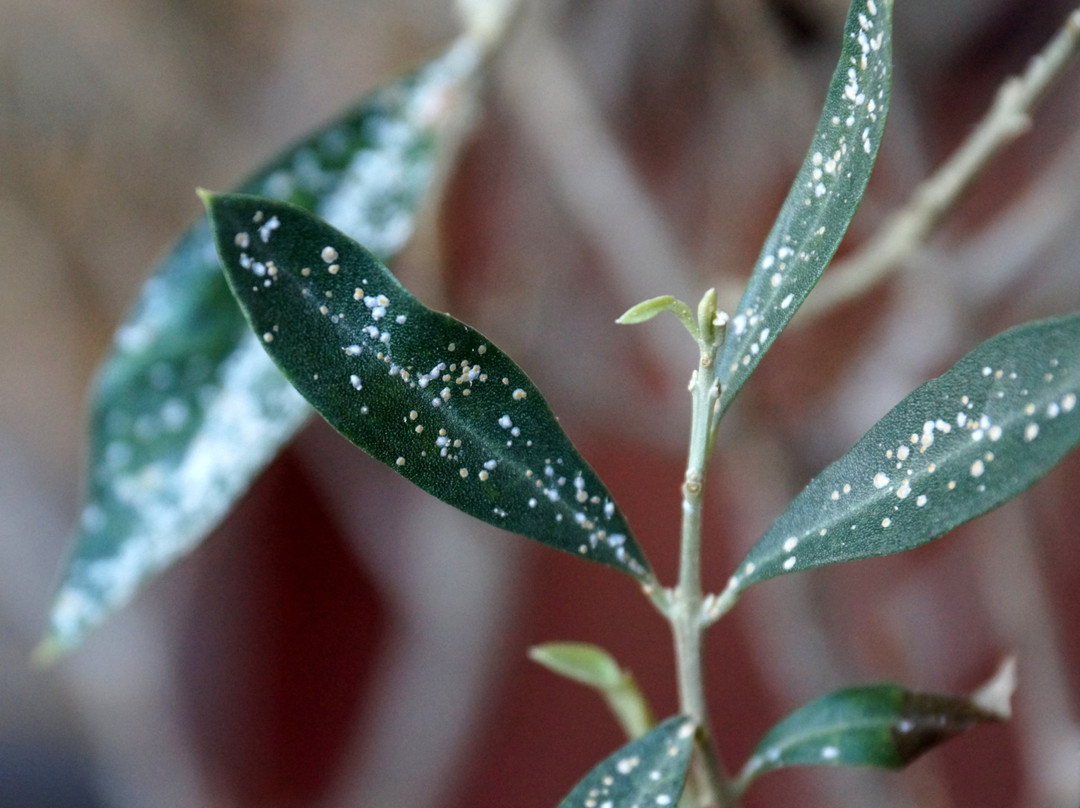 Villa Toscana Boutique主图