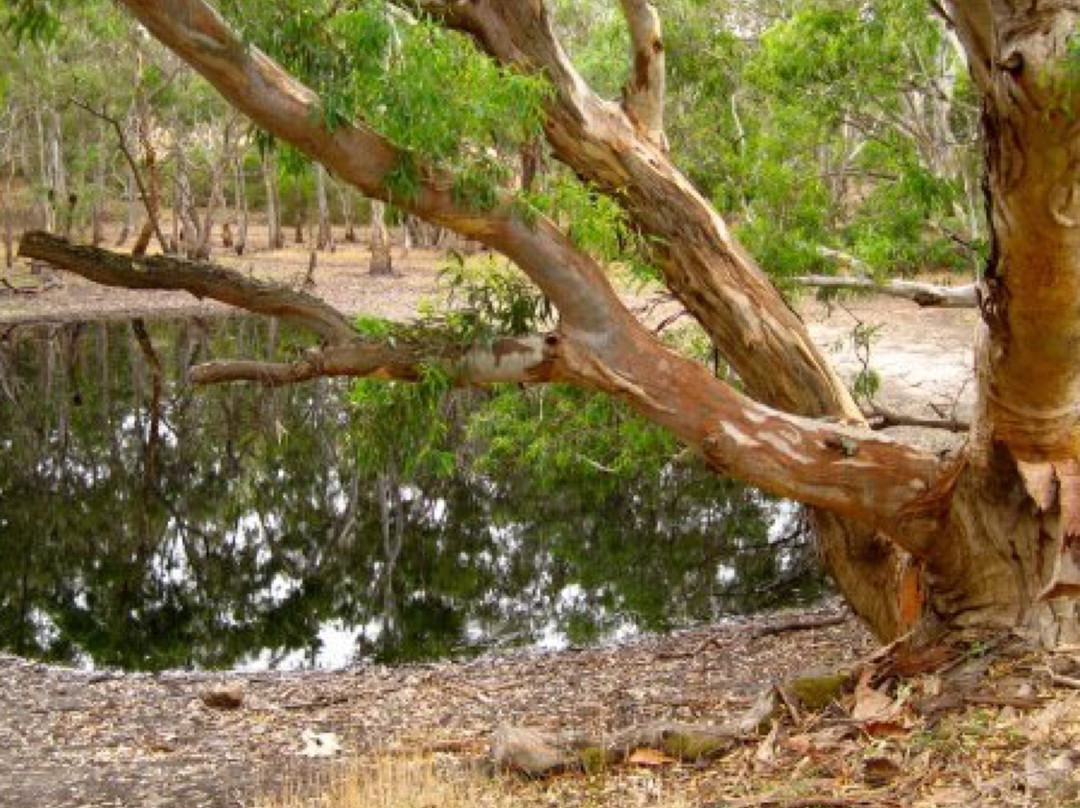 Inverleigh Flora Reserve景点图片