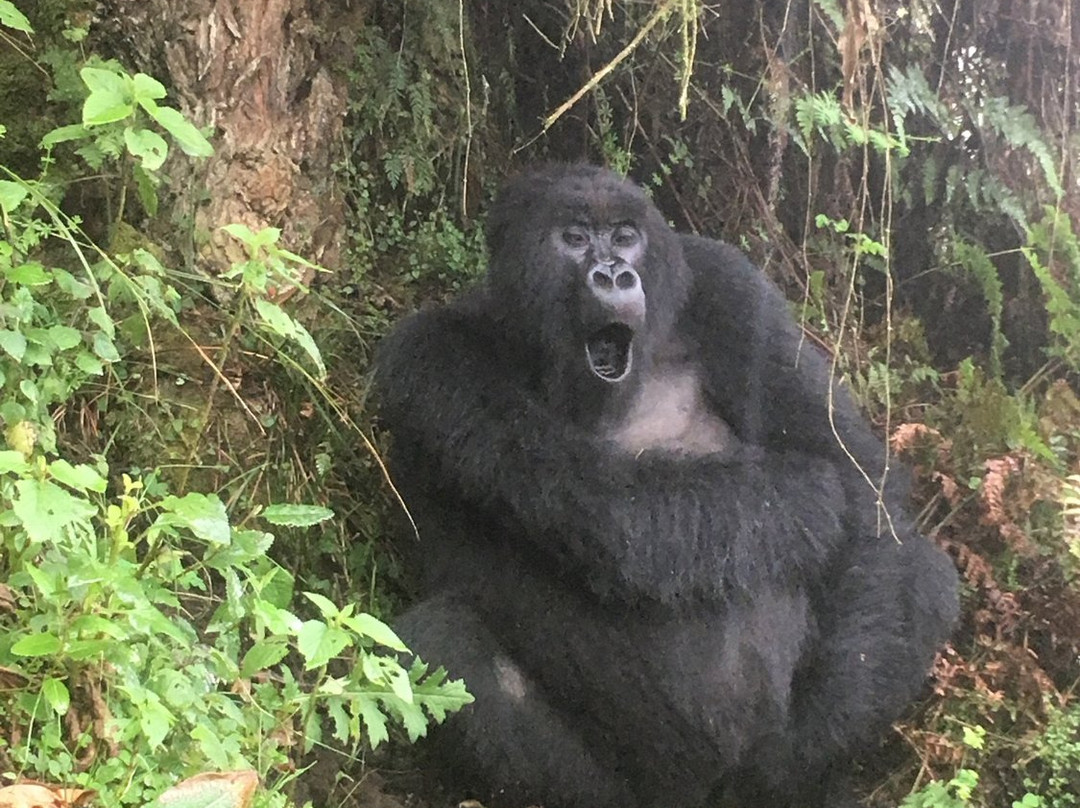 Albertine Tours-吉佳利必去景点